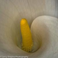 All content © 2023 Larry Shapiro. All rights reserved.