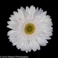 All content © 2023 Larry Shapiro. All rights reserved.