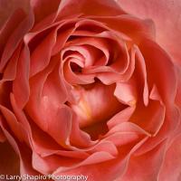 All content © 2023 Larry Shapiro. All rights reserved.