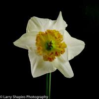 All content © 2023 Larry Shapiro. All rights reserved.