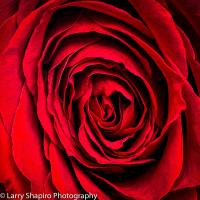 All content © 2023 Larry Shapiro. All rights reserved.