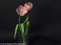 All content © 2023 Larry Shapiro. All rights reserved.