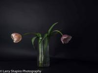 All content © 2023 Larry Shapiro. All rights reserved.