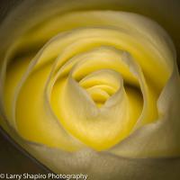 All content © 2023 Larry Shapiro. All rights reserved.
