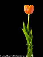 All content © Larry Shapiro. All rights reserved.
