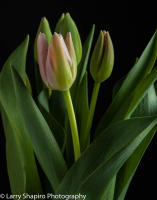 All content © Larry Shapiro. All rights reserved.