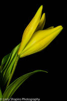 All content © Larry Shapiro. All rights reserved.