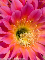 All content © Larry Shapiro. All rights reserved.