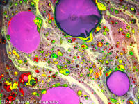 Suminagashi -25170719.jpg