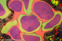 Suminagashi -23170719.jpg