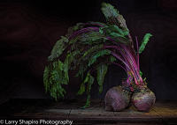 All content © Larry Shapiro. All rights reserved.