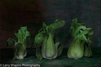 All content © Larry Shapiro. All rights reserved.