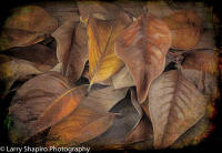 All content © 2021 Larry Shapiro. All rights reserved.