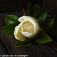 All content © 2021 Larry Shapiro. All rights reserved.