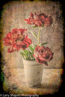 All content © 2021 Larry Shapiro. All rights reserved.