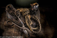 All content © Larry Shapiro. All rights reserved.