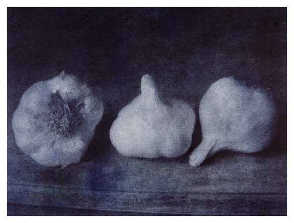 Garlic image 9x12