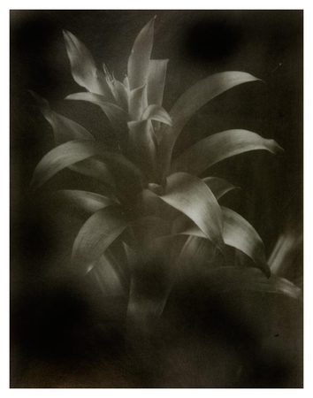 Bromeliad image 11x14