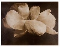Magnolia Blossom image 8x10