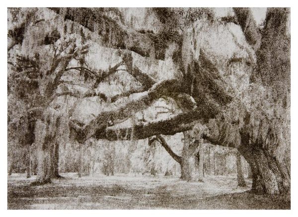 Savannah Spanish Moss