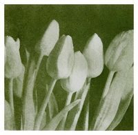 Tulips image 11x14
