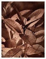 Ficus image 8x10